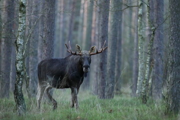 Łoś (Alces alces) moose © Bartosz Rakoczy