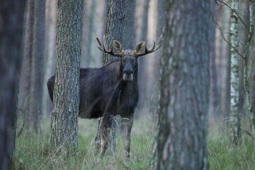 Łoś (Alces alces) moose © Bartosz Rakoczy
