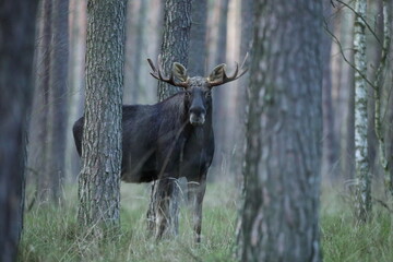Łoś (Alces alces) moose © Bartosz Rakoczy