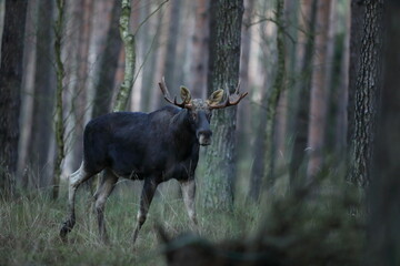 Łoś (Alces alces) moose © Bartosz Rakoczy