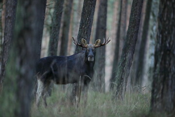 Łoś (Alces alces) moose © Bartosz Rakoczy