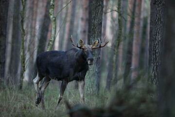 Łoś (Alces alces) moose © Bartosz Rakoczy