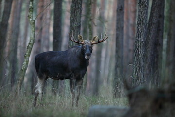 Łoś (Alces alces) moose © Bartosz Rakoczy