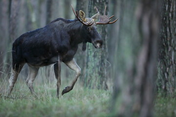 Łoś (Alces alces) moose © Bartosz Rakoczy