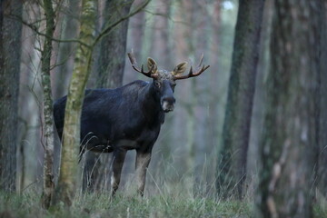 Łoś (Alces alces) moose © Bartosz Rakoczy