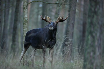 Łoś (Alces alces) moose © Bartosz Rakoczy