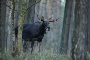 Łoś (Alces alces) moose