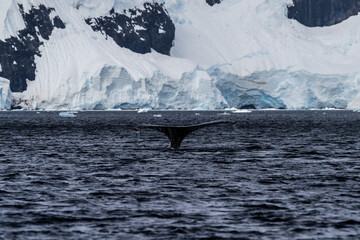 Fototapeta premium Close-up of the tail of a diving humpback whale -Megaptera novaeangliae. Image taken in the Graham passage, near Charlotte Bay, Antarctic Peninsula.