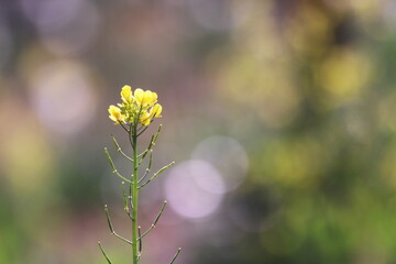 美しい風景と春の菜の花