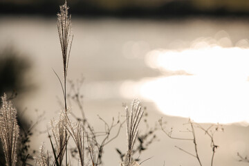 Obraz premium 川沿いのススキ