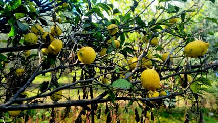 A diseased fruit tree with yellow fruits, affected by sooty mold and dark spots