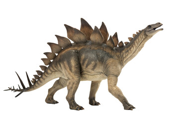 Fototapeta premium Stegosaurus Dinosaur on white background .