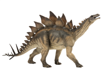 Stegosaurus Dinosaur on white background .