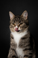Fototapeta premium striped young kitten plays on black background