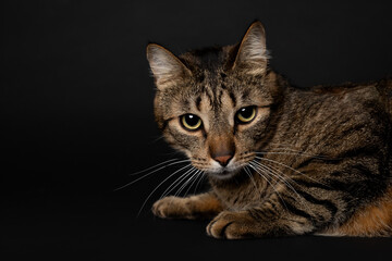 striped young kitten plays on black background