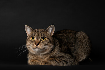 striped young kitten plays on black background