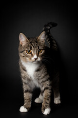 striped young kitten plays on black background