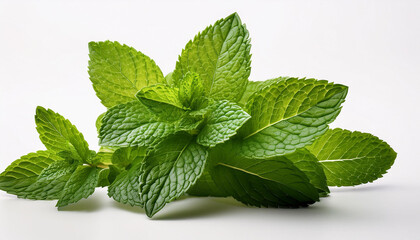 Mint plant isolated in white Background