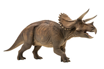 Triceratops dinosaurs toy isolated on white background with clipping path.