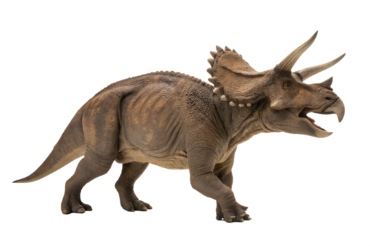Triceratops dinosaurs toy isolated on white background with clipping path.