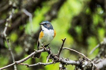 Close-up of a colorful Red-flanked bluetail perched in a summertime old-growth forest near Kuusamo, Northern Finland	