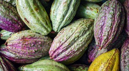 Unripe green cacao pod or raw cocoa fruit background