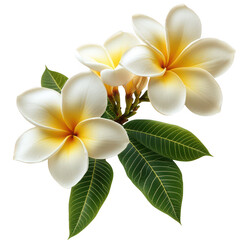 Fototapeta premium White and yellow plumeria flower with and green leaves on transparent background, PNG Cutout photo