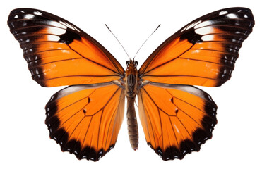 PNG Butterfly animal insect
