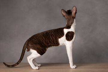 cornish rex cat portrait on grey background	
