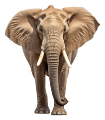 PNG Elephant wildlife animal mammal.