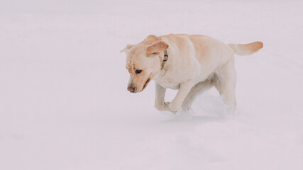 Funny pet labrador dog animal during seasonal activity. beautiful breed dog funny labrador outdoor...