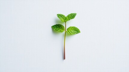 Fresh Green Mint Leaf Isolated on White Background, Perfect for Culinary, Herbal, and Natural Medicine Stock Photography Needs