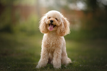 small happy puppy in backyard