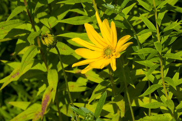 Topinambur (Helianthus tuberosus)