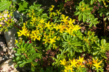 Blüten des Mauerpfeffers