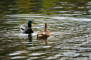 Ein Paar Stockenten auf dem Wasser