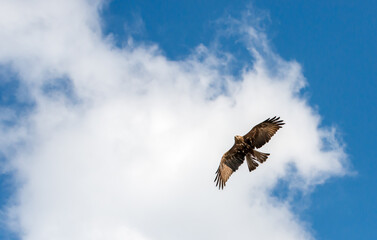 A hawk soars through a vibrant blue sky above puffy white clouds