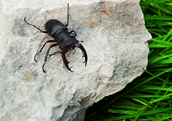 A male stag beetle on a stone close-up