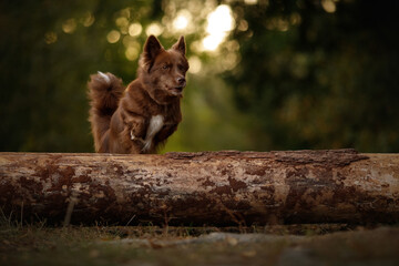 Naklejka premium young small brown dog jumping through the log portrait in forest at sunset time