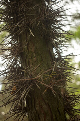 close up of a young tree trunk