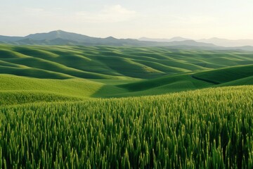 Obraz premium Serene Rolling Hills Green Wheat Field Landscape Photography