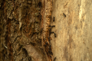the texture of wood and tree bark, wood background