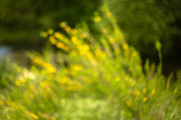 beautiful flowers in the garden