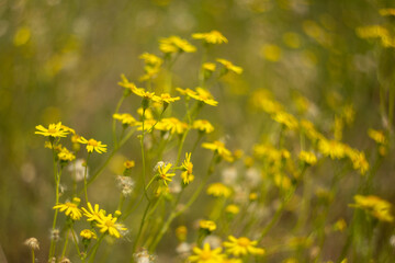 beautiful flowers in the garden