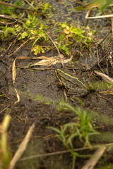 frog on a swamp in the forest. close up photo of a frog in water on the green grass.