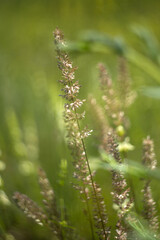 beautiful flowers in the garden