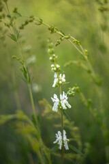 beautiful spring flowers on a tree