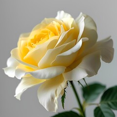 Fototapeta premium yellow rose flower