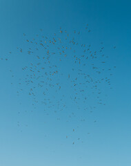 flock of birds on blue sky