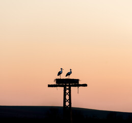 Two storks on a nest at dusk against a colorful sky in a serene landscape